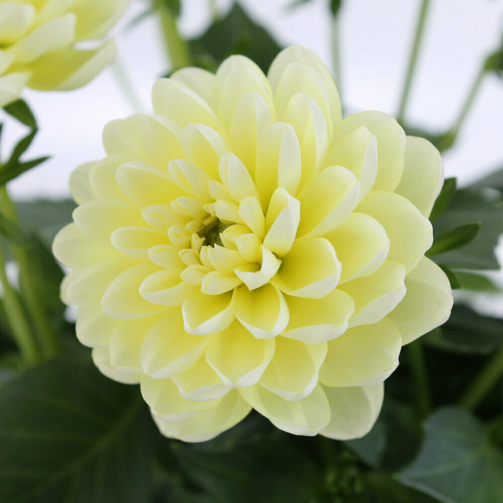 Pineapple Dahlia
