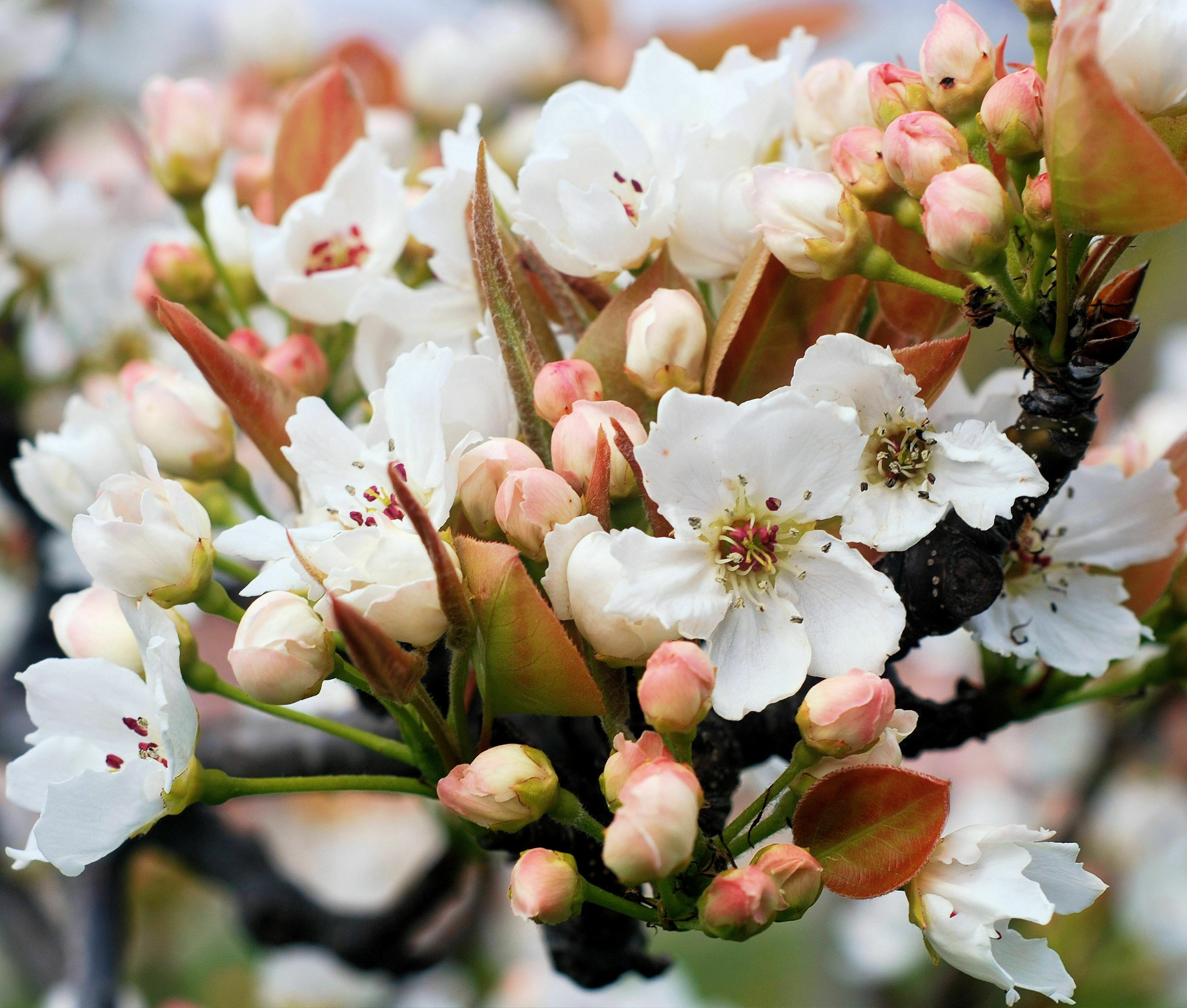 Nashi Blossom (Jo Malone Type)