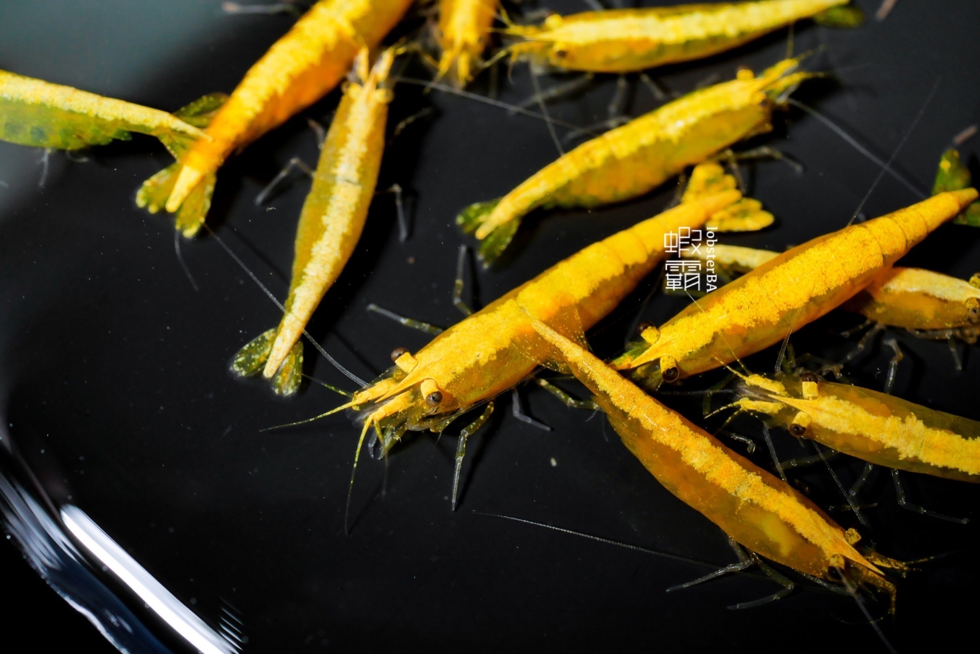 金背黃米蝦 5隻