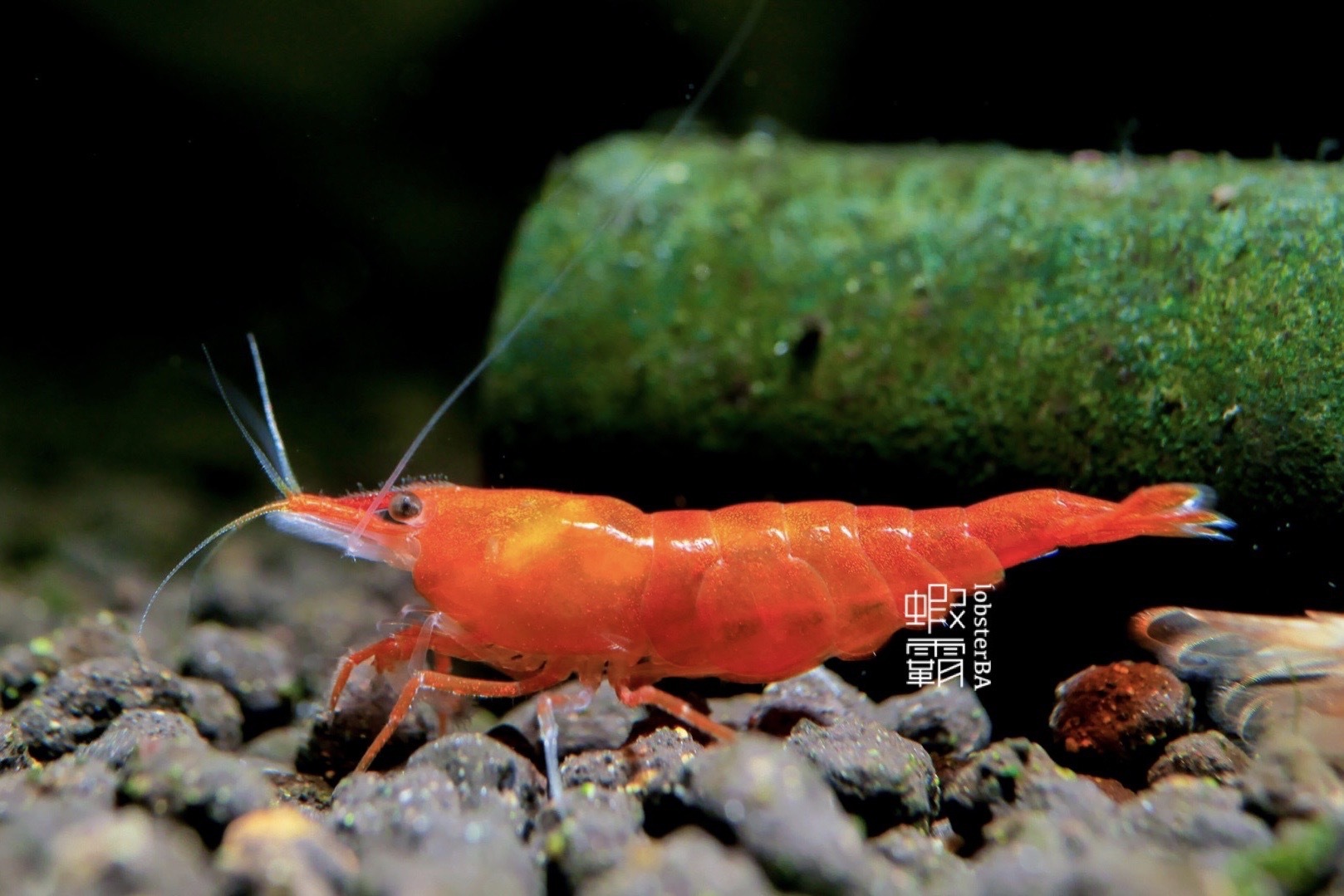 血橙香吉士 5隻