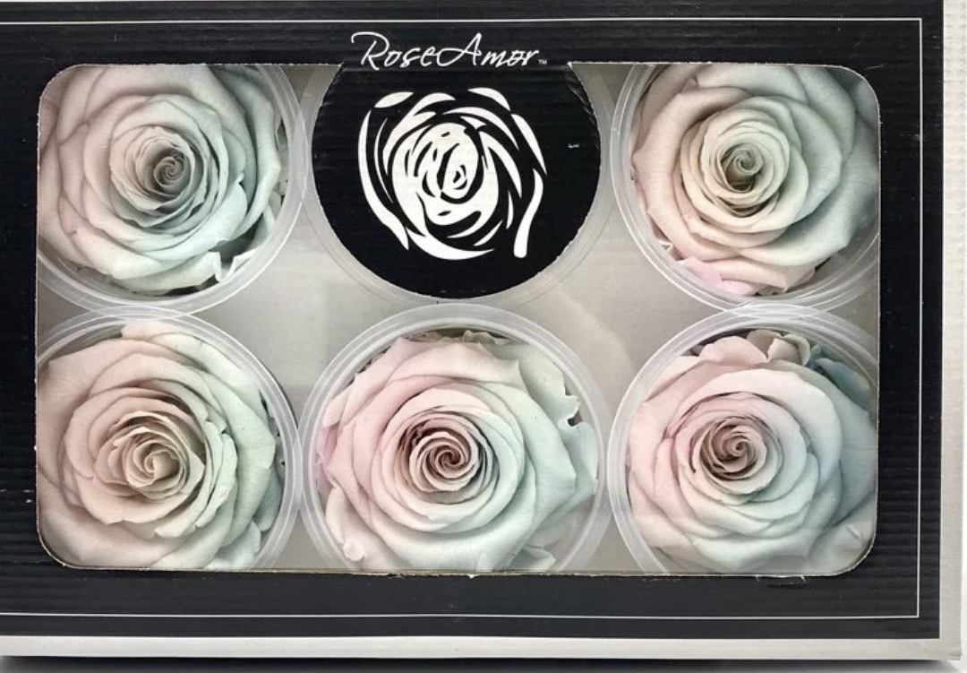 厄瓜多 ROSEAMOR 雙色系列