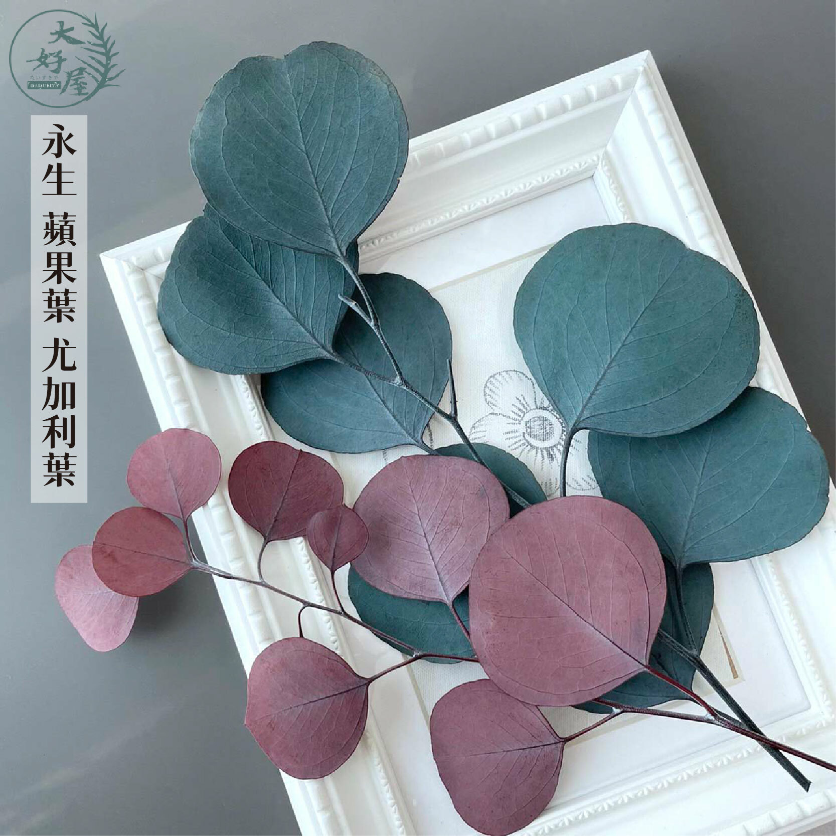 永生尤加利葉【小】