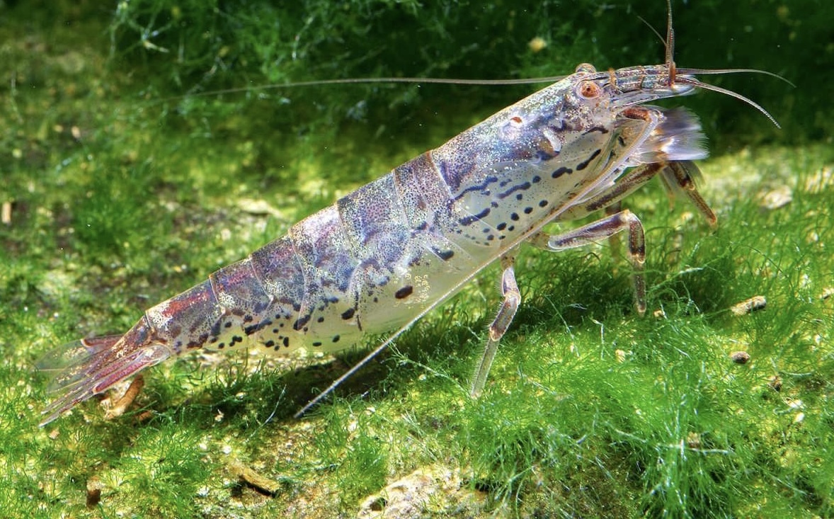 琥珀網球蝦｜Atyoida pilipes