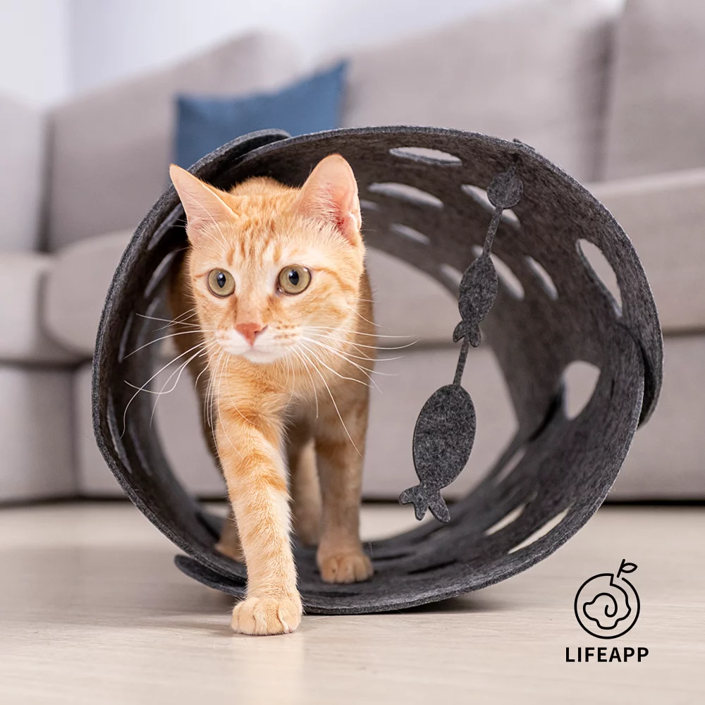 LIFEAPP | 洞洞樂貓隧道