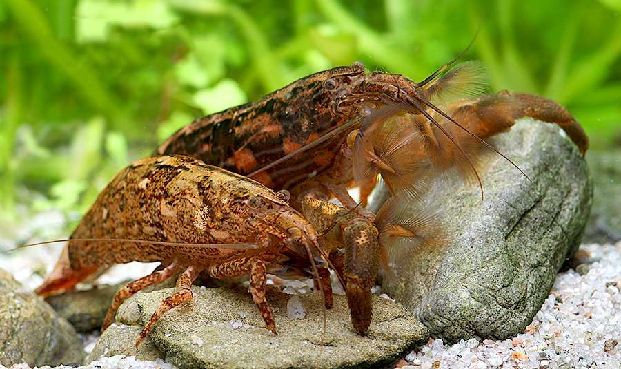 網球蝦｜Atyopsis moluccensis