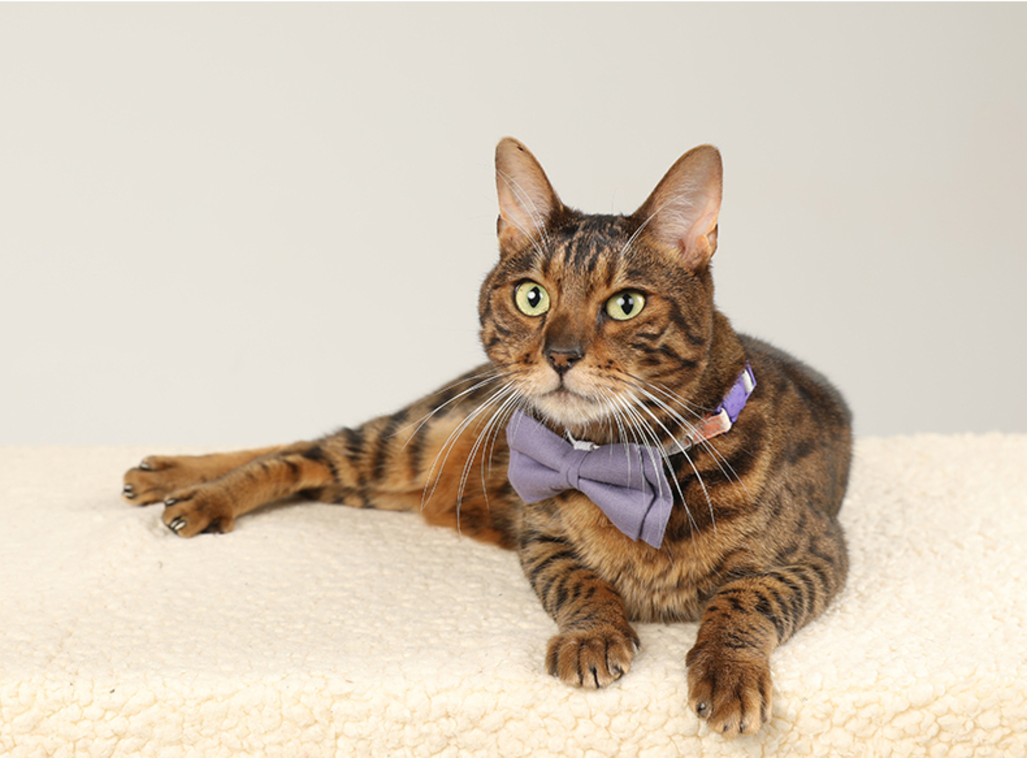 PawsHolic Dream Garden Cotton Cat Collar (Detachable Butterfly)