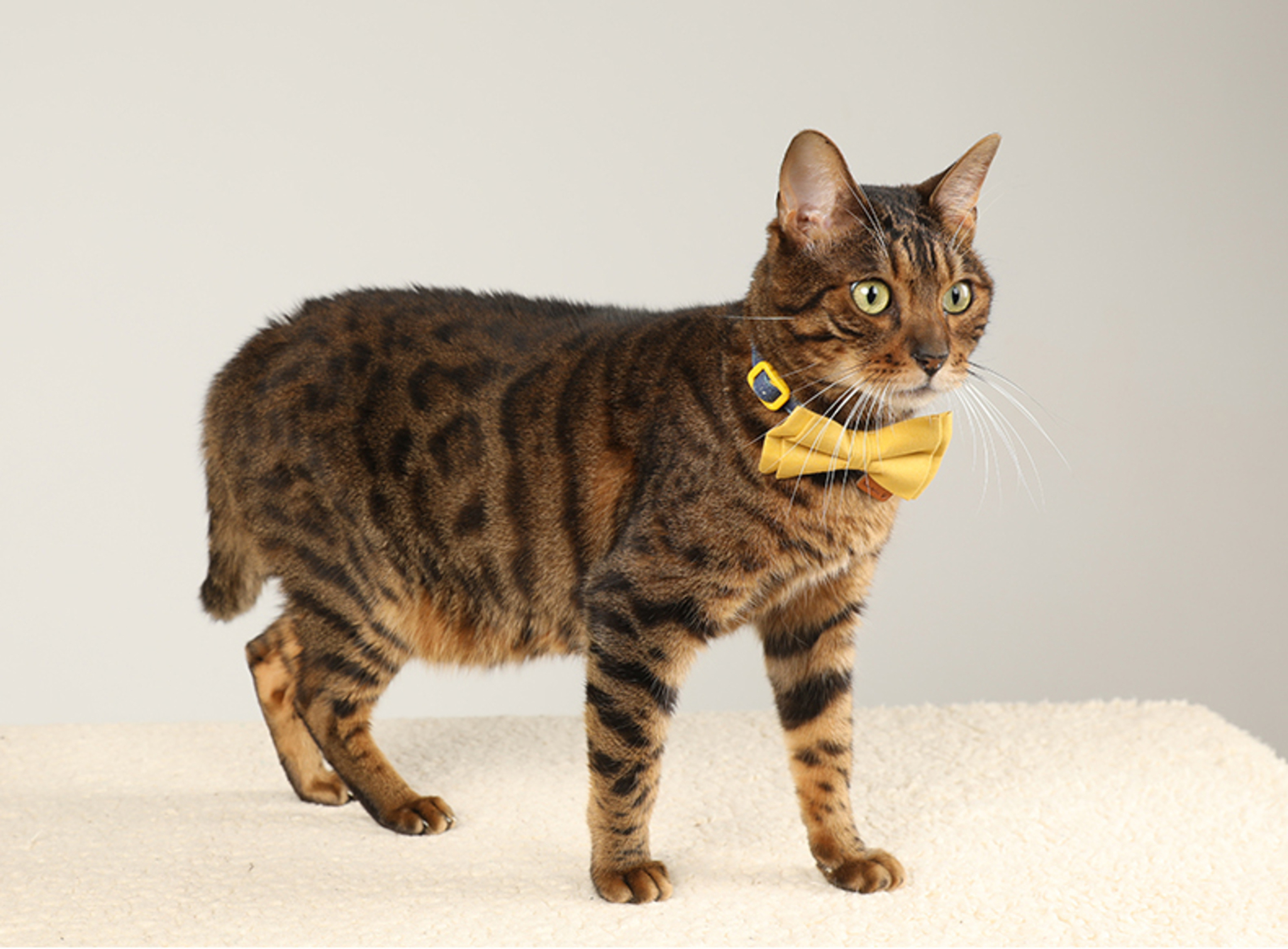 PawsHolic Lemon Tree Cotton Cat Collar (Detachable Butterfly)