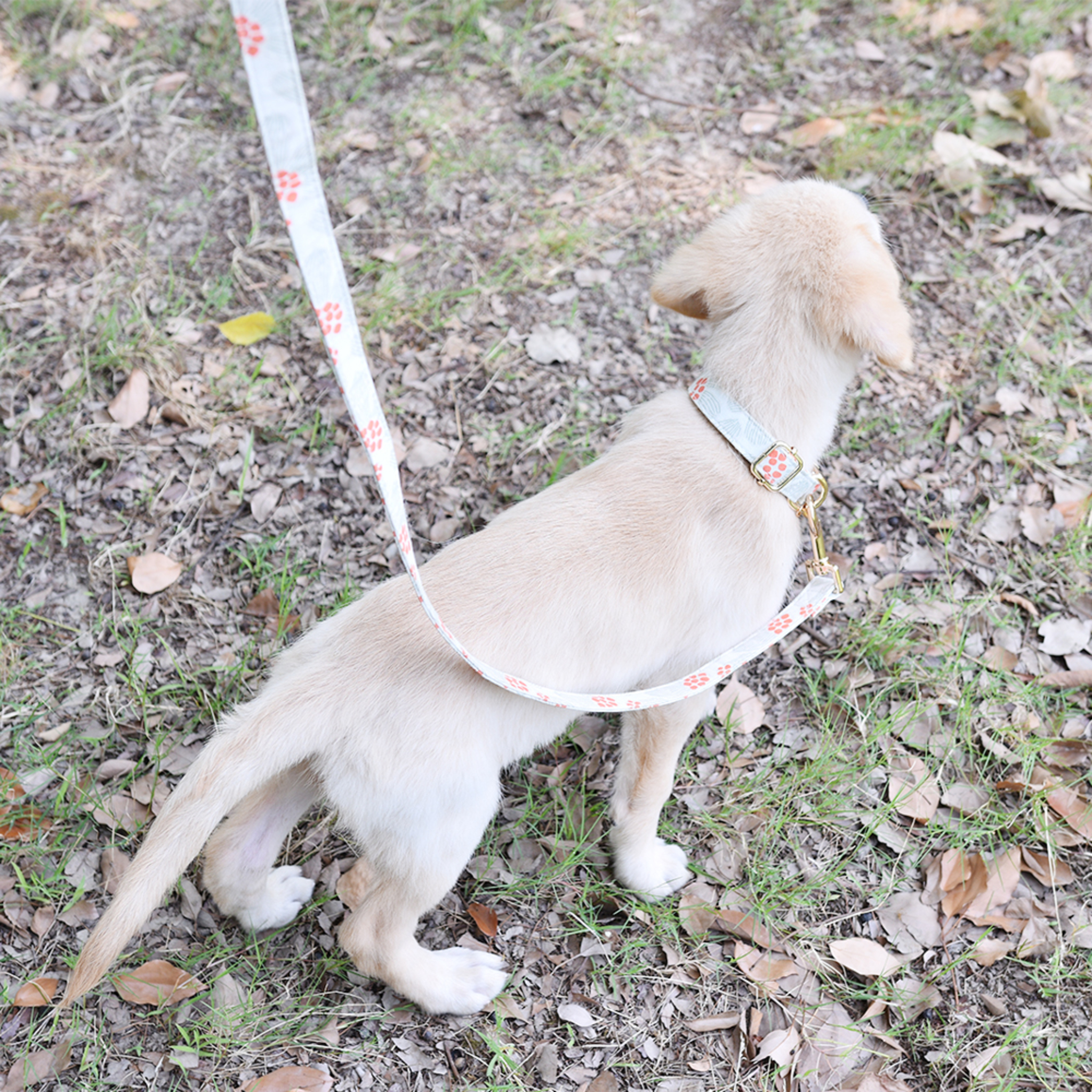 PawsHolic First Snow Collar (S/M)