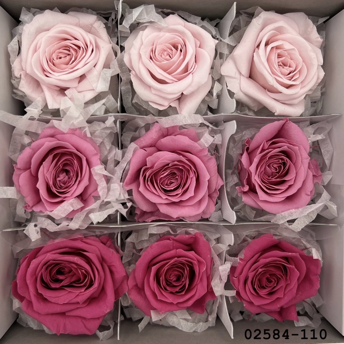 不凋小輪玫瑰(9朵) 02584-110