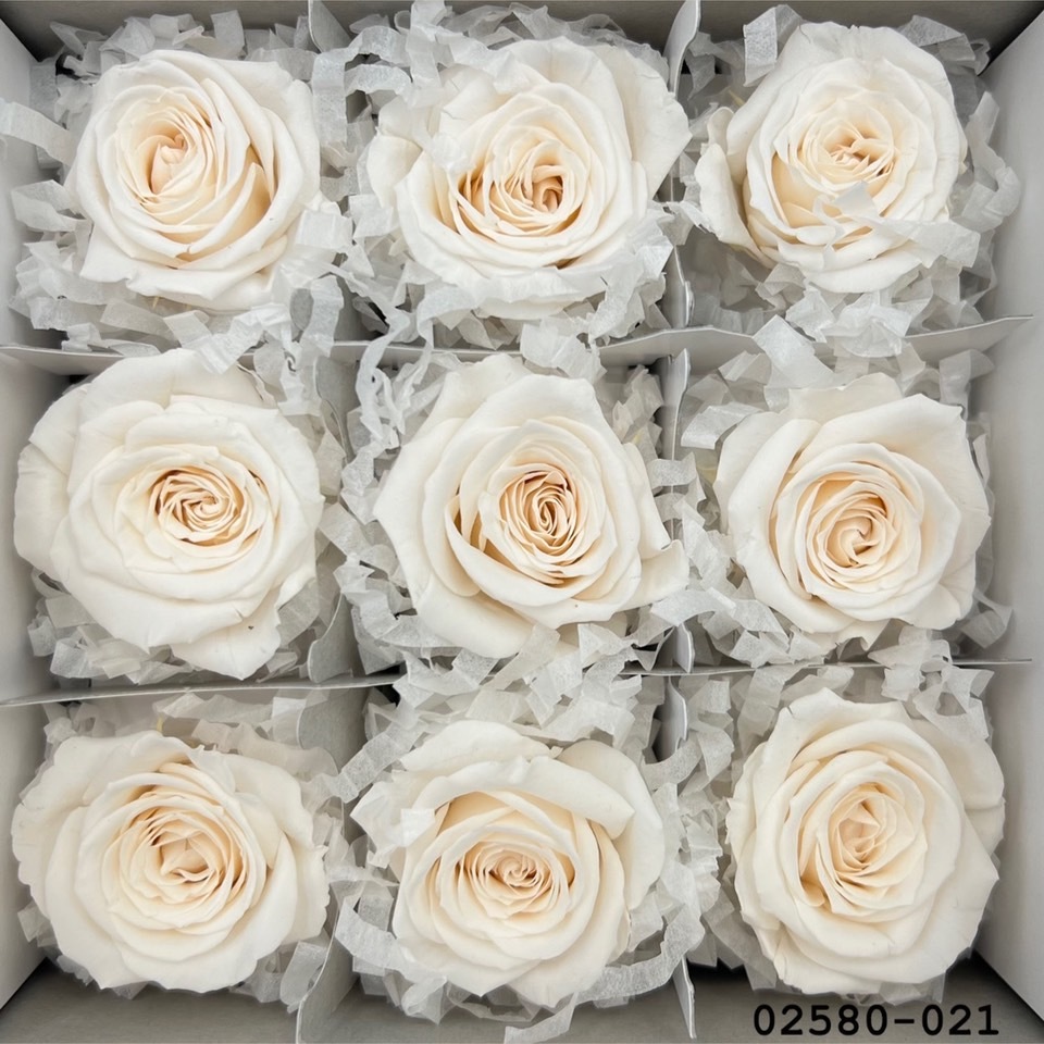 不凋小輪玫瑰(9朵) 02580-021