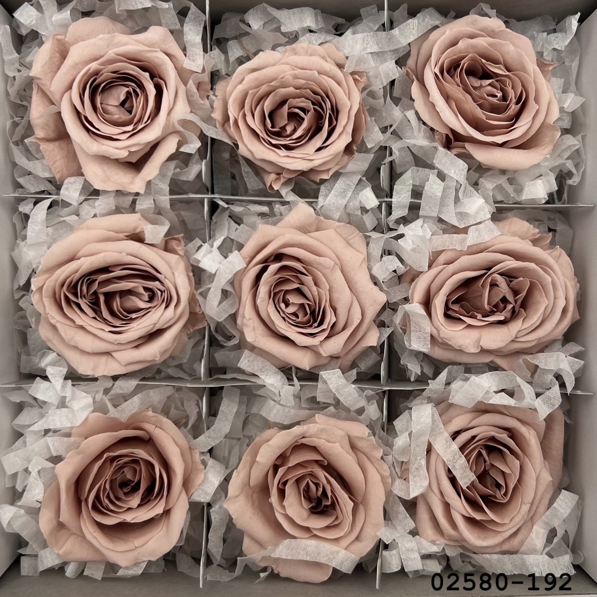 不凋小輪玫瑰(9朵) 02580-192