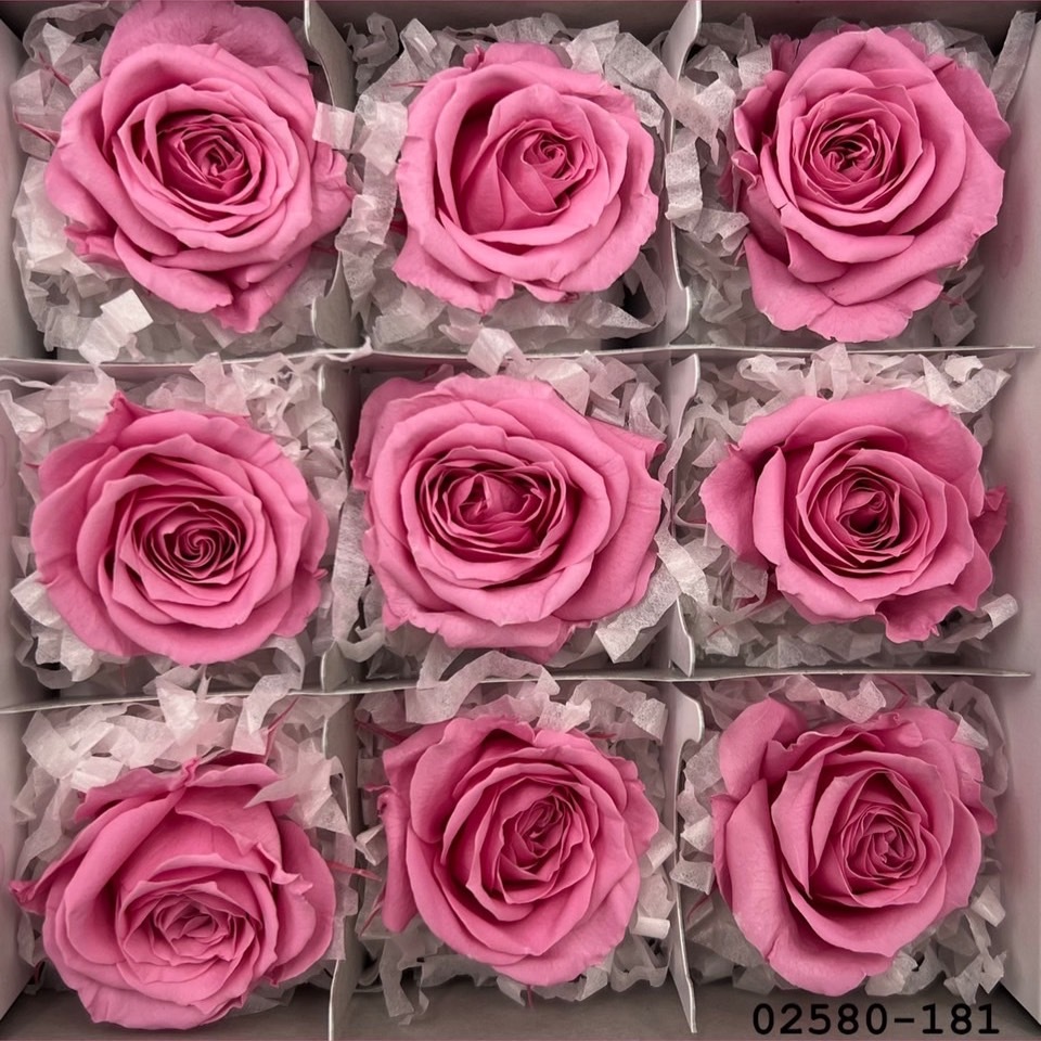 不凋小輪玫瑰(9朵) 02580-181