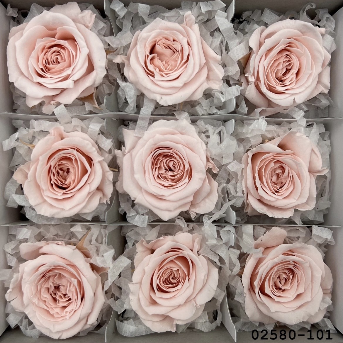 不凋小輪玫瑰(9朵) 02580-101