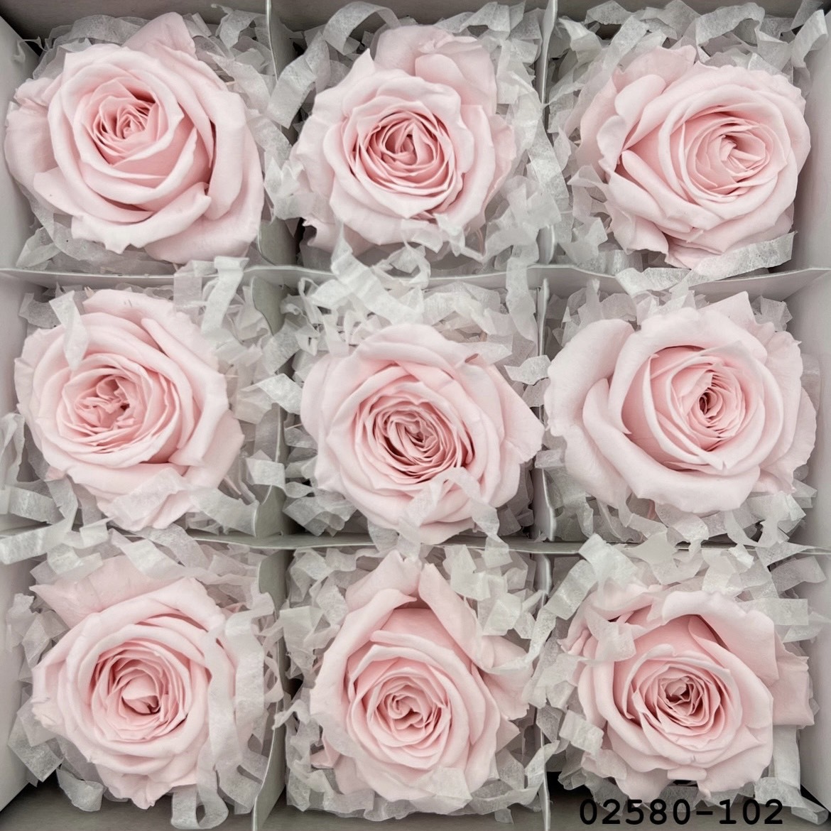 不凋小輪玫瑰(9朵) 02580-102