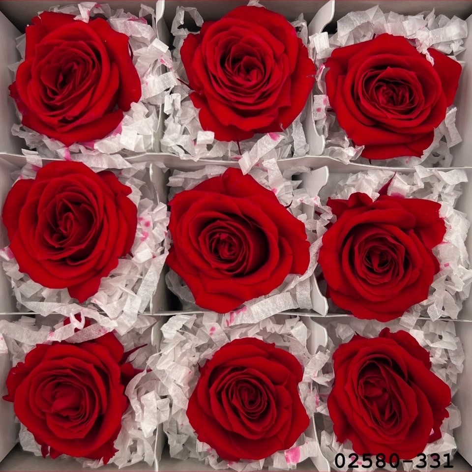 不凋小輪玫瑰(9朵) 02580-331