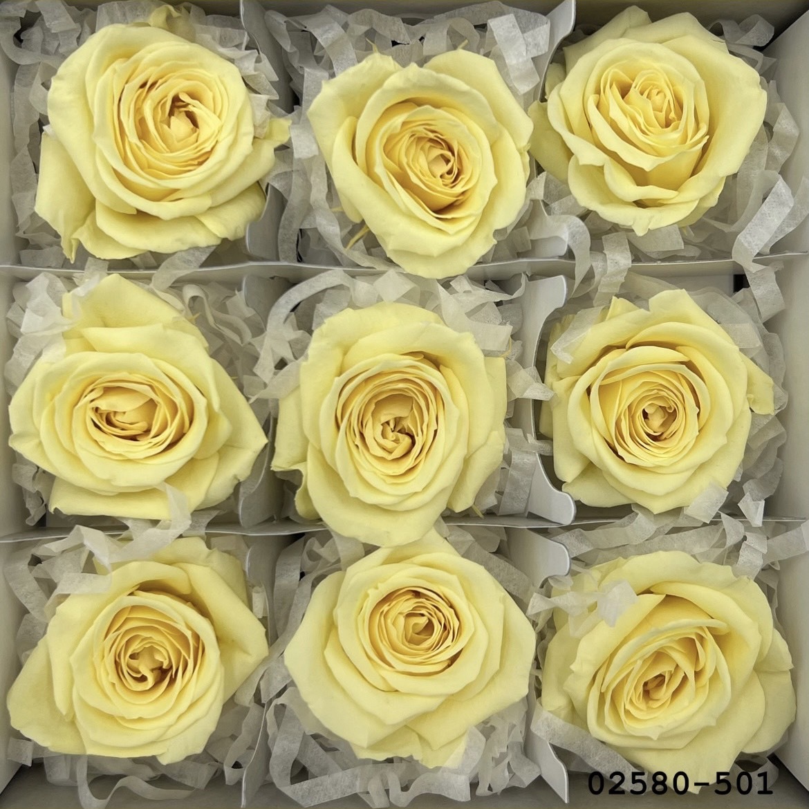 不凋小輪玫瑰(9朵) 02580-501
