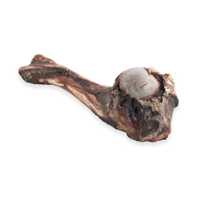 Dear Deer Freeze Dried Deer Femur (1pc) [Dog Snack]