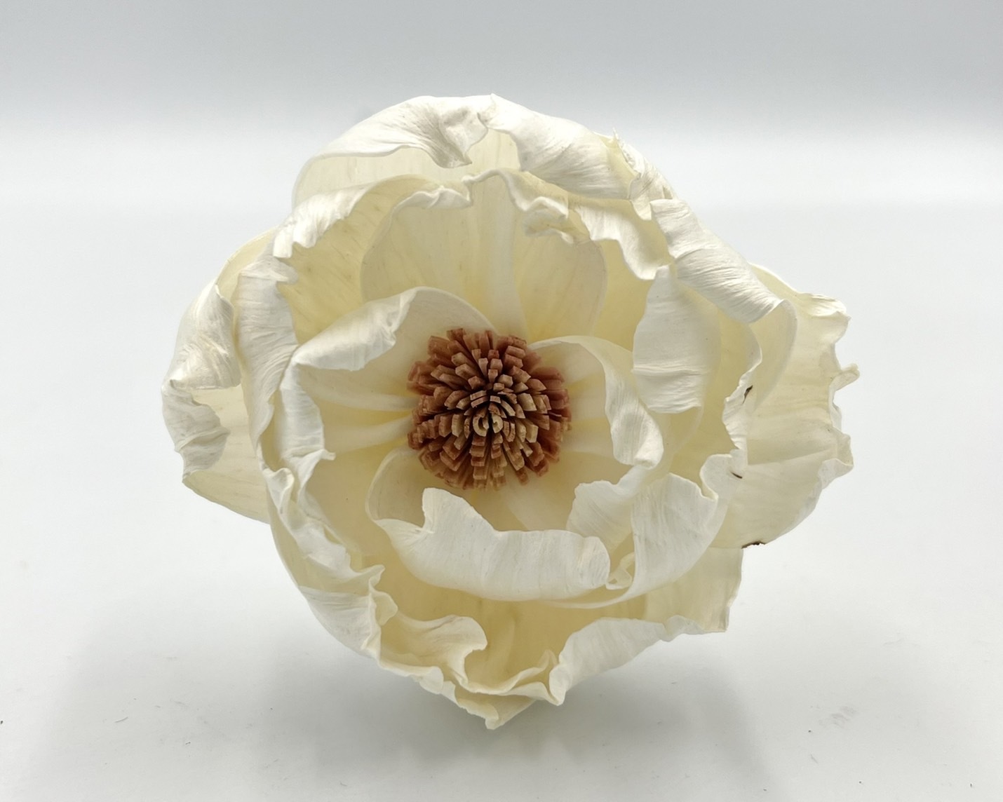 泰國索拉花 牡丹(咖啡心) 6CM  <十支一把>  (高品質)