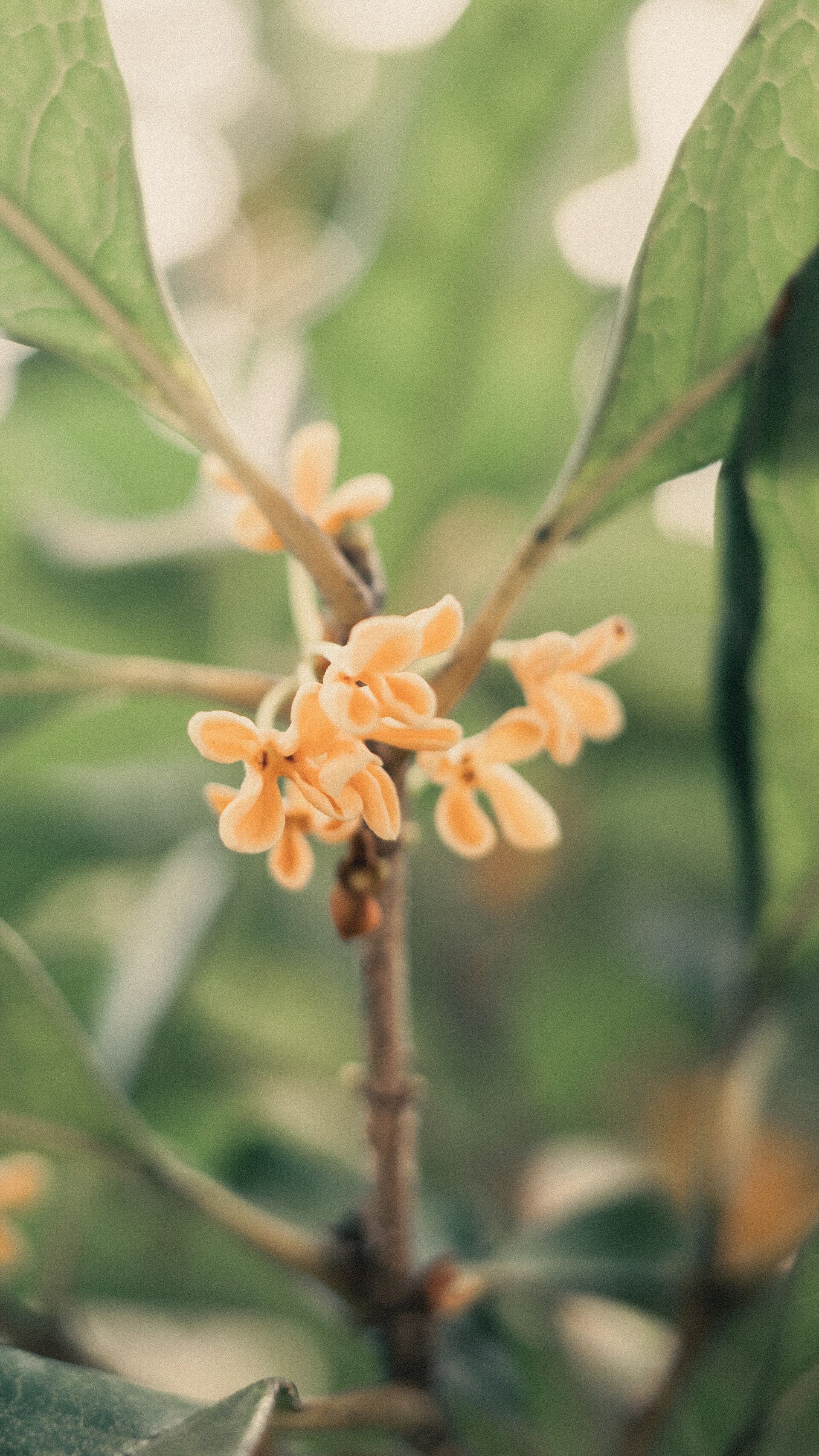 Osmanthus fragrans & Fig オスマンサス＆フィグ