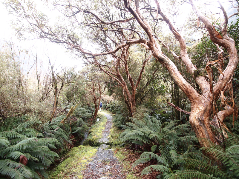 紐西蘭,米佛步道,hanchor,縱走,登山,海外健行