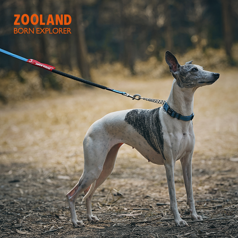 Zooland Shock Absorbing Leash Black 120cm (small to medium dogs)