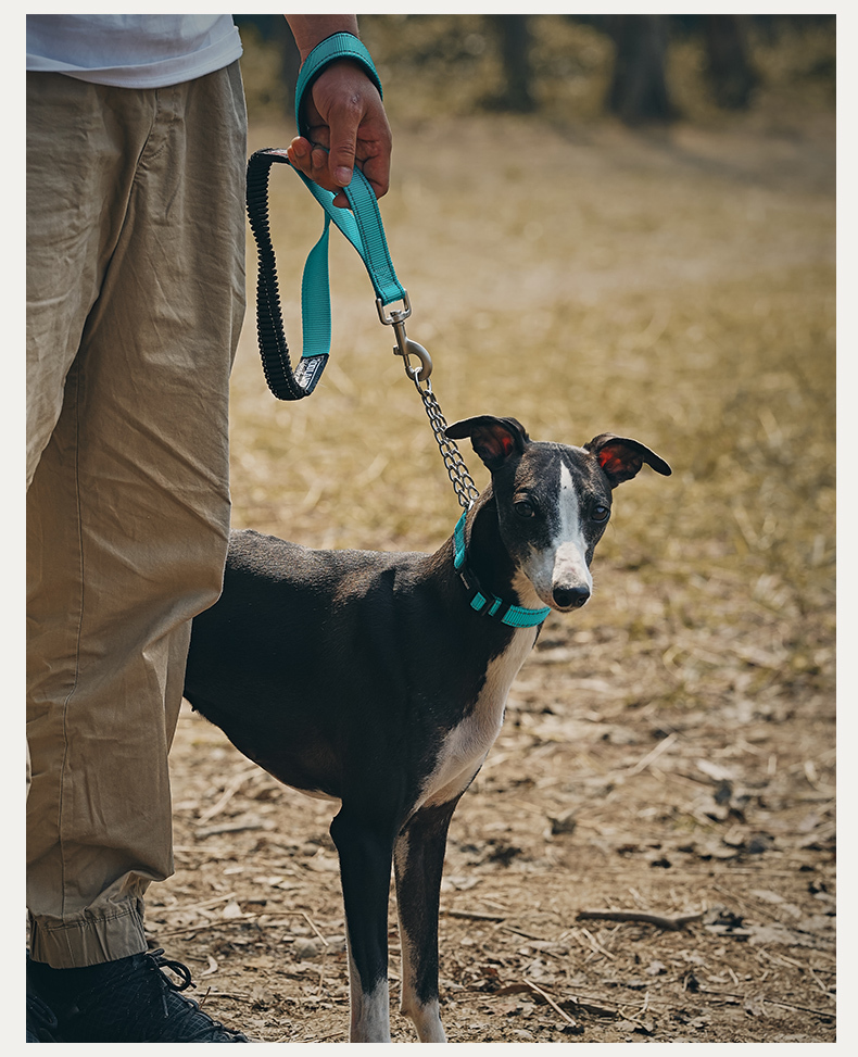 Zooland Half-Prong Training Collar Blue (S/M)