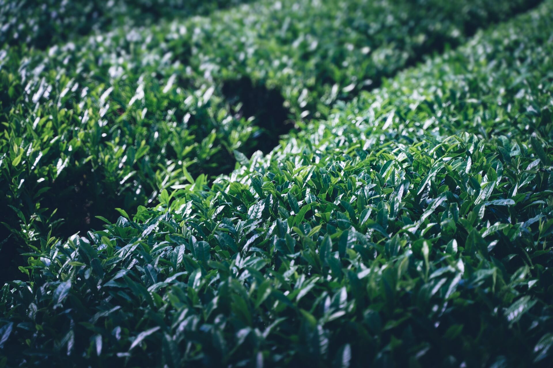 Green Tea グリーンティー