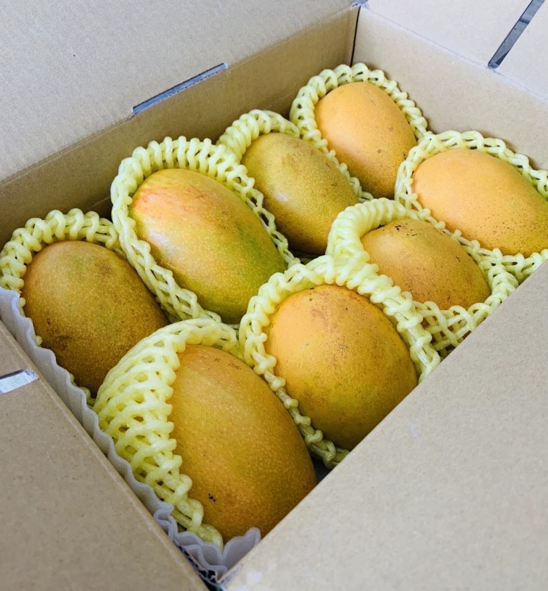 壽仙－產地直送 - 芒果界的LV 台東夏雪芒果