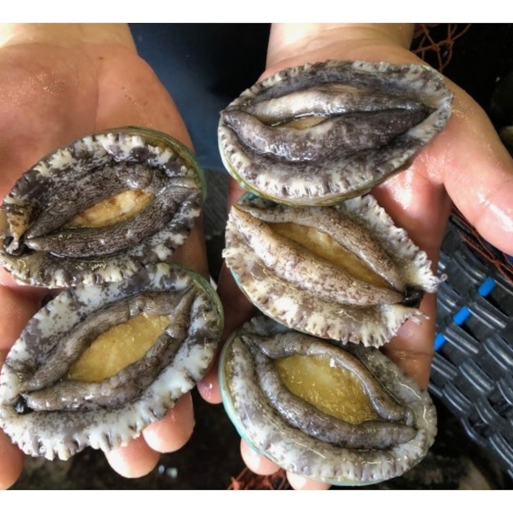 鮮蝦夷鮑 -- 每隻