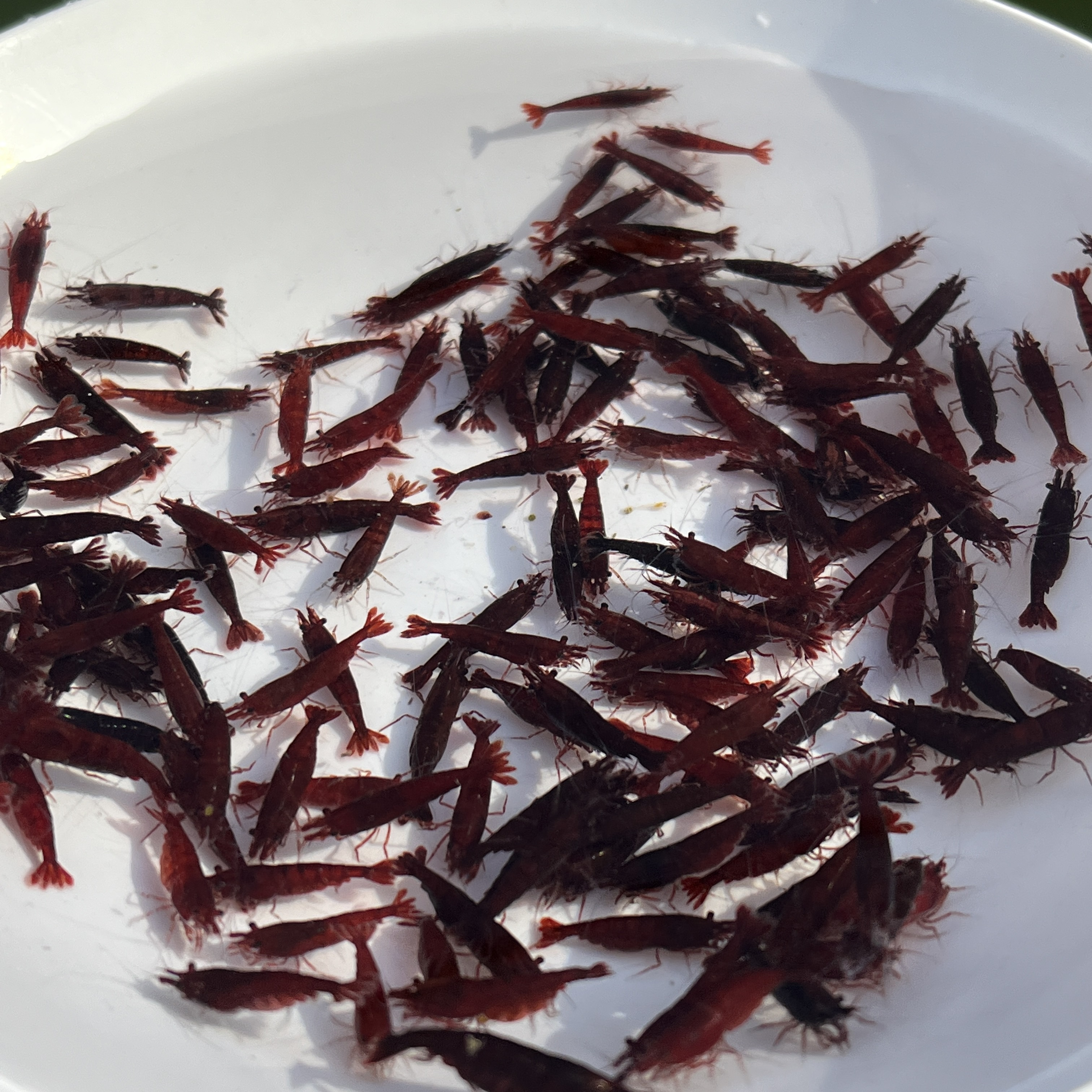 血腥瑪麗蝦 50隻