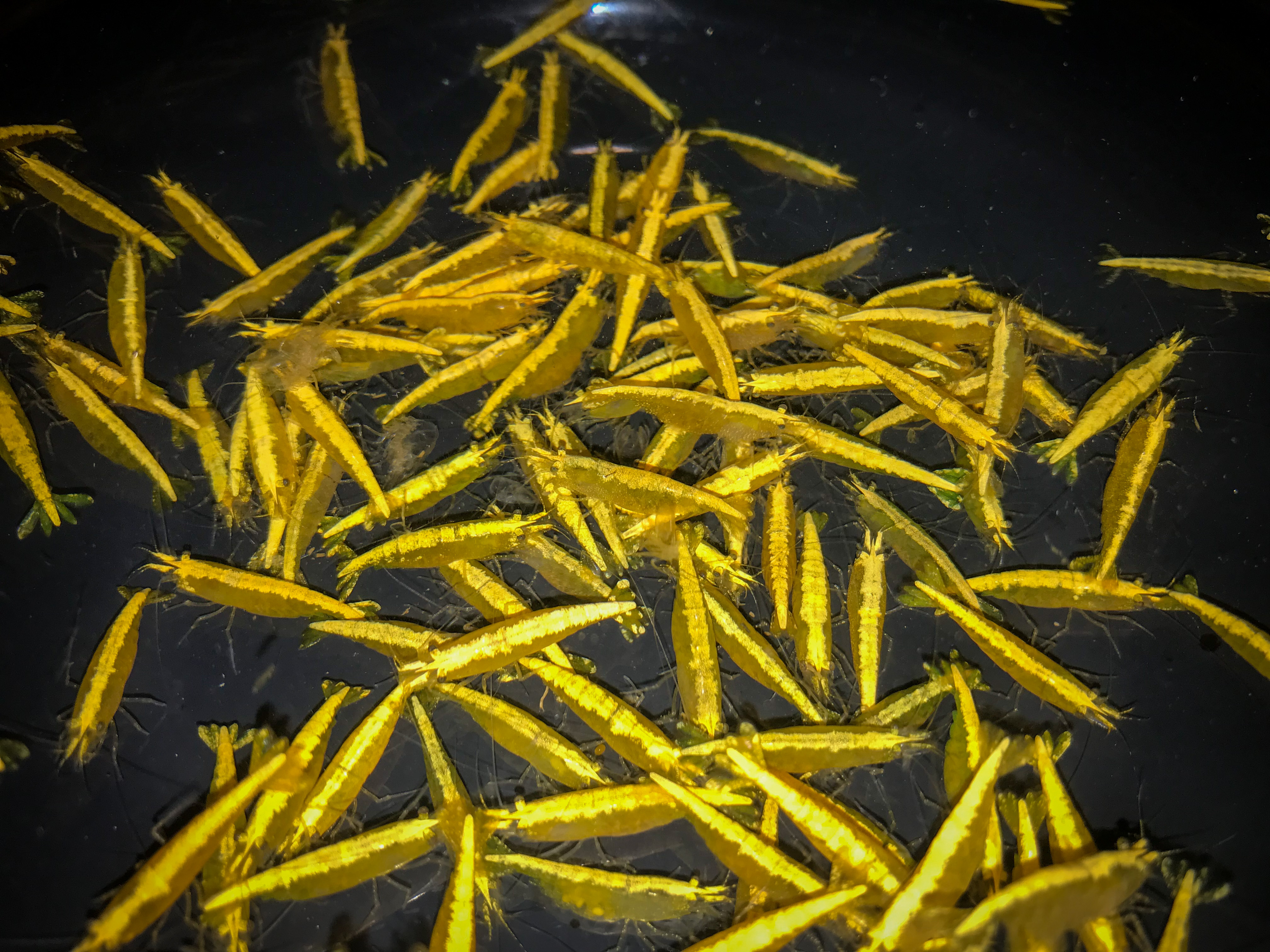 金背黃米蝦 35隻