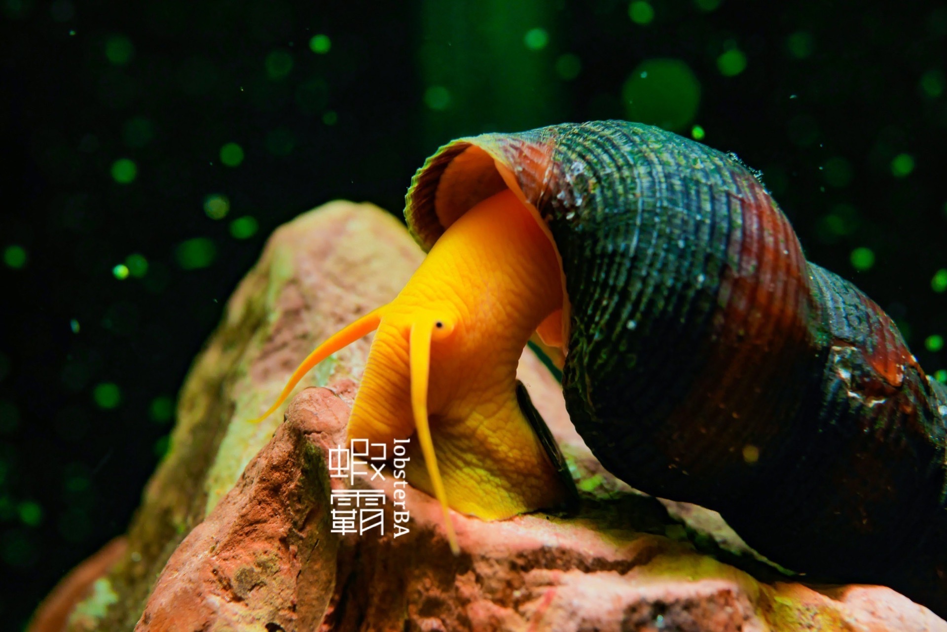 波索橙兔螺 1顆