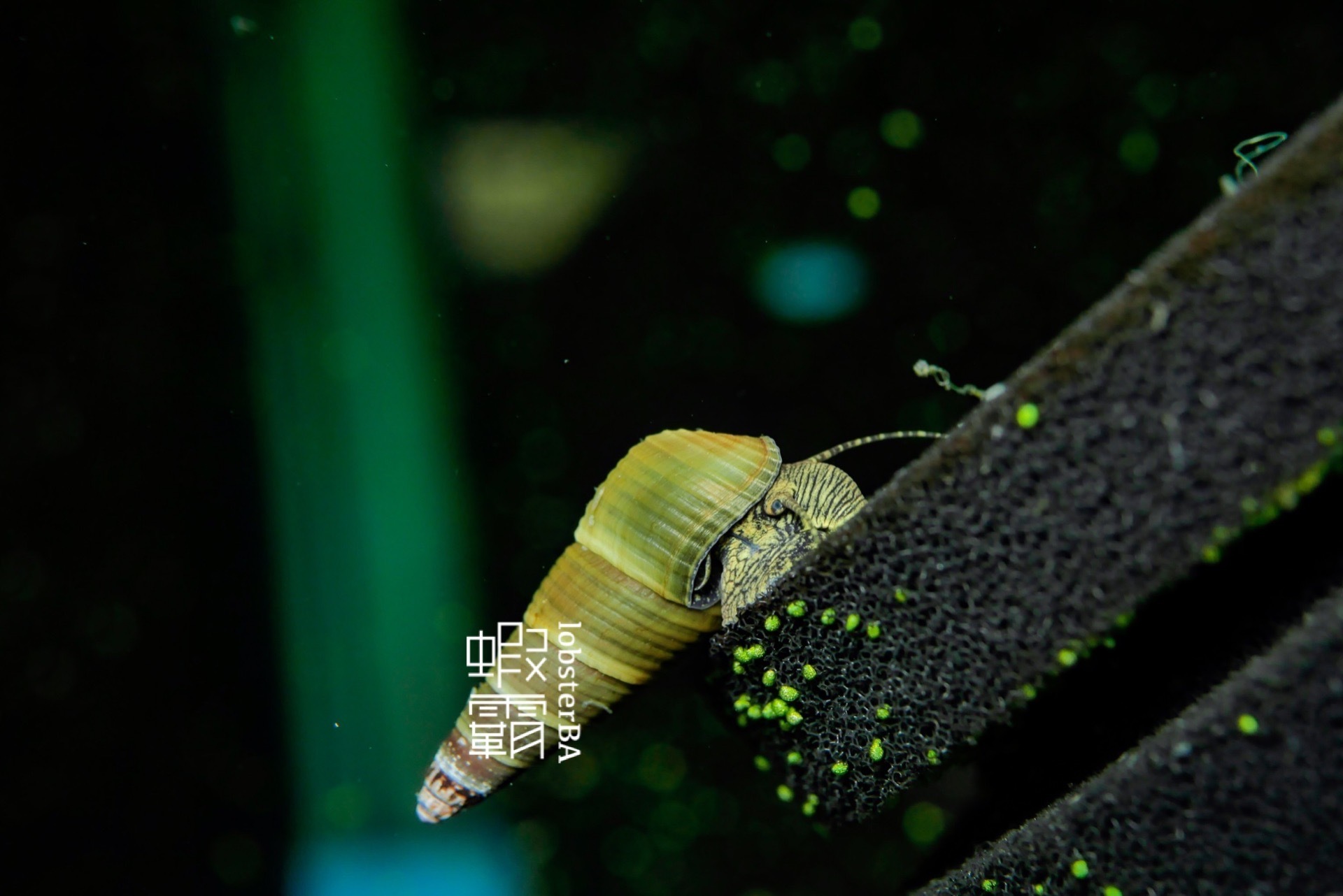 綜合小兔螺(金兔＆橙兔) 5顆