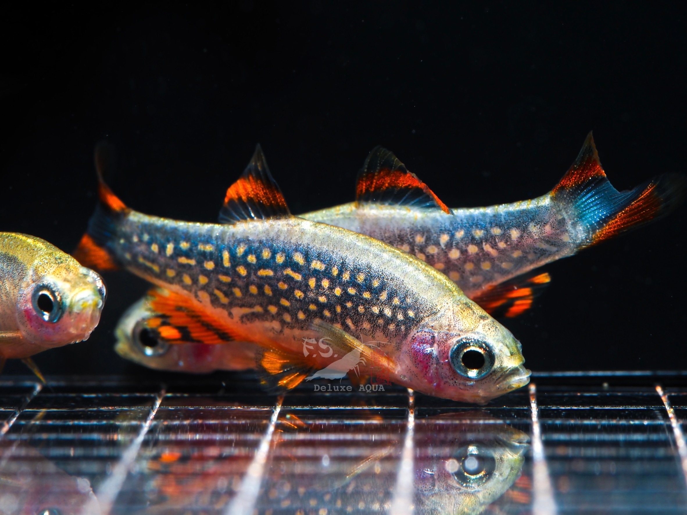 火翅金鑽燈 5隻