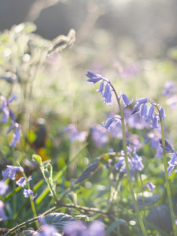 Wild Bluebell