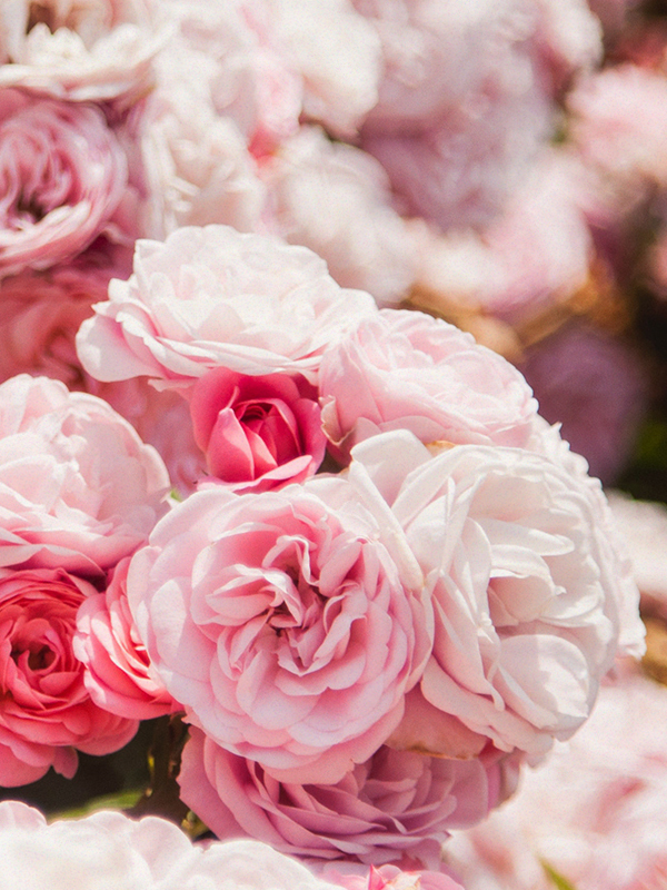 Damask Rose