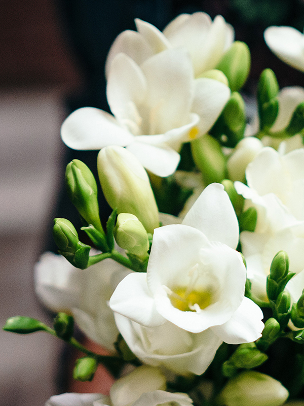 Freesia