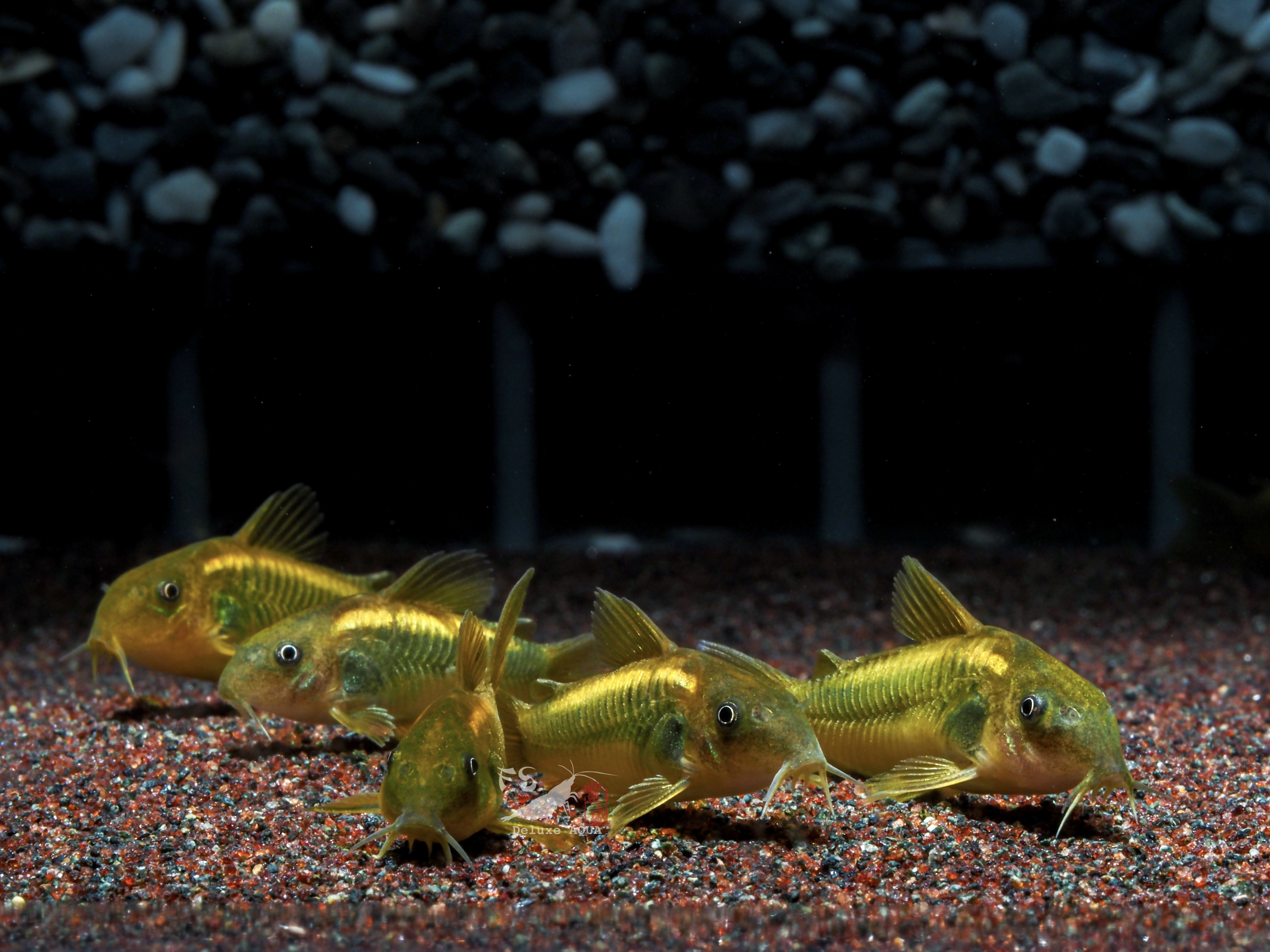 金線綠鼠 3-4公分