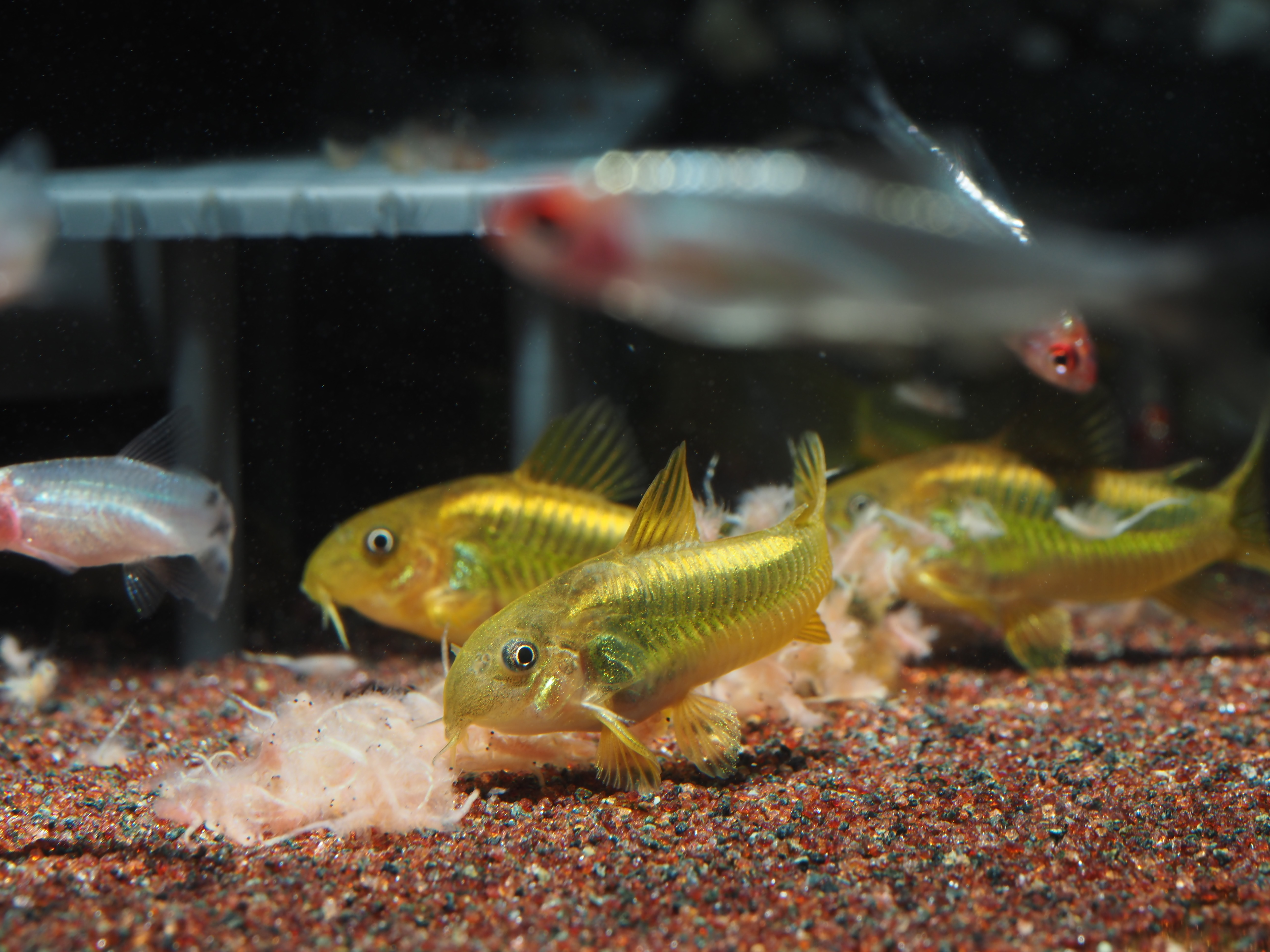 金線綠鼠 3-4公分