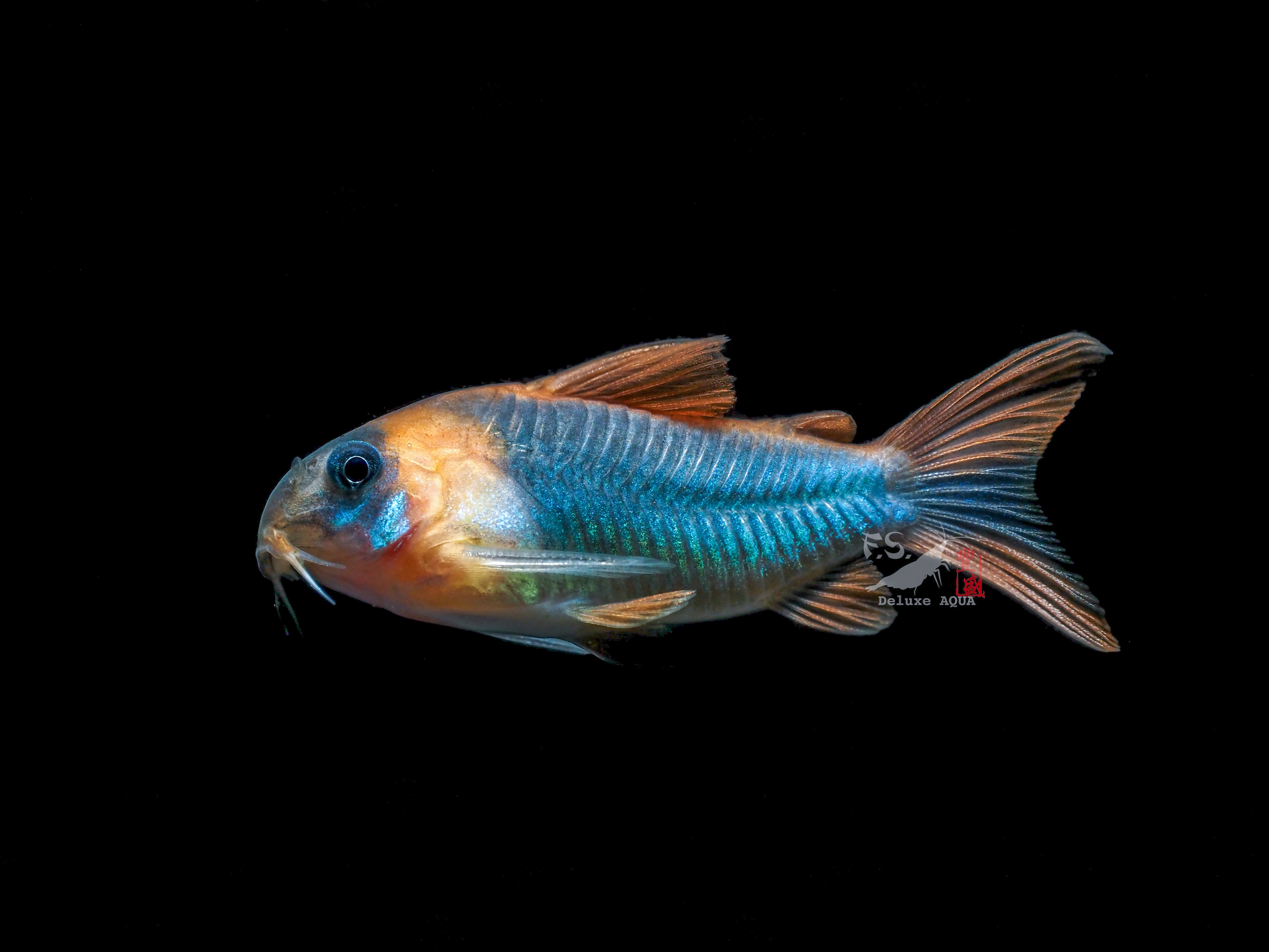 尼格羅青鼠 4-5公分