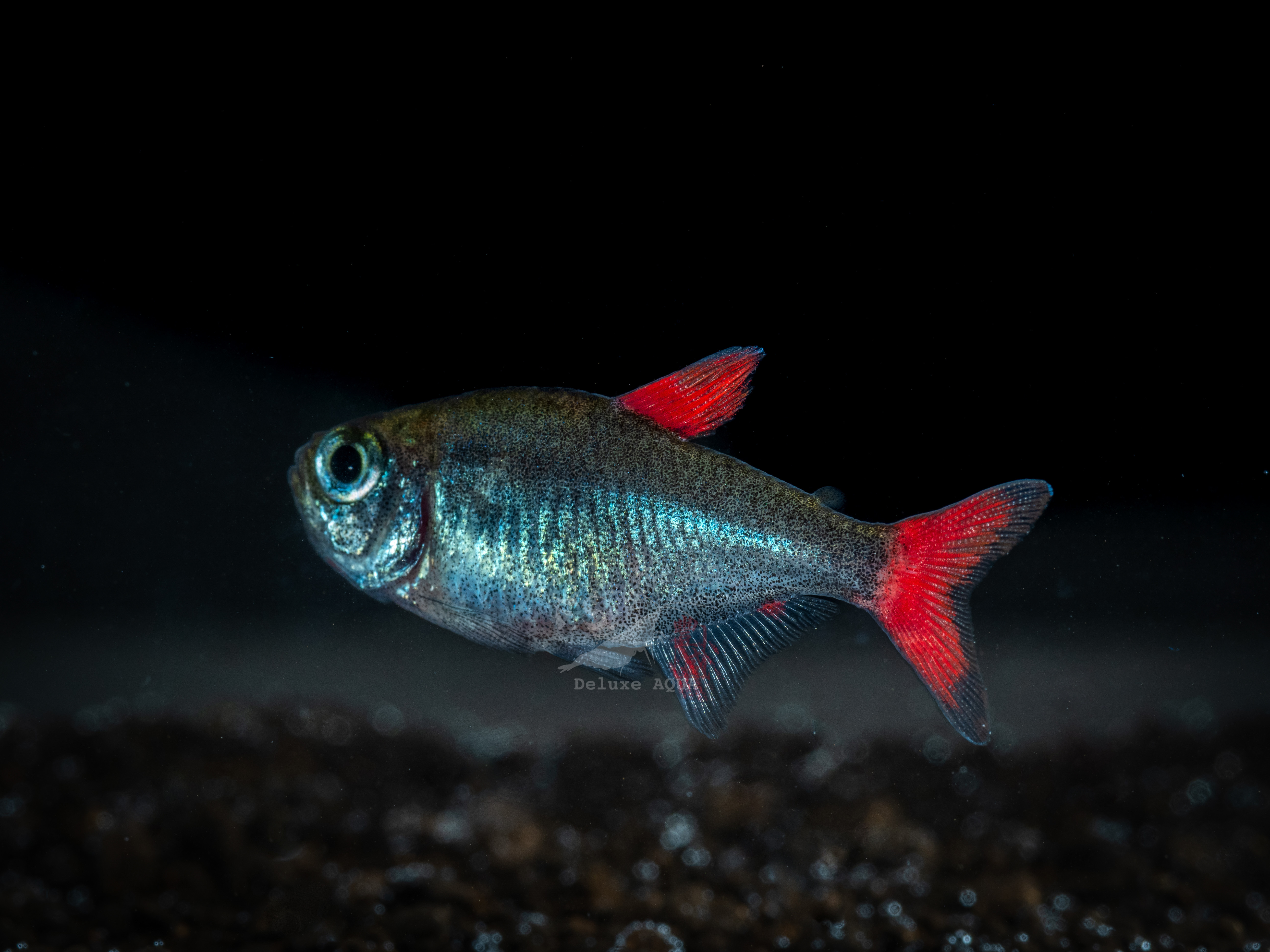 野生 幽靈火焰旗