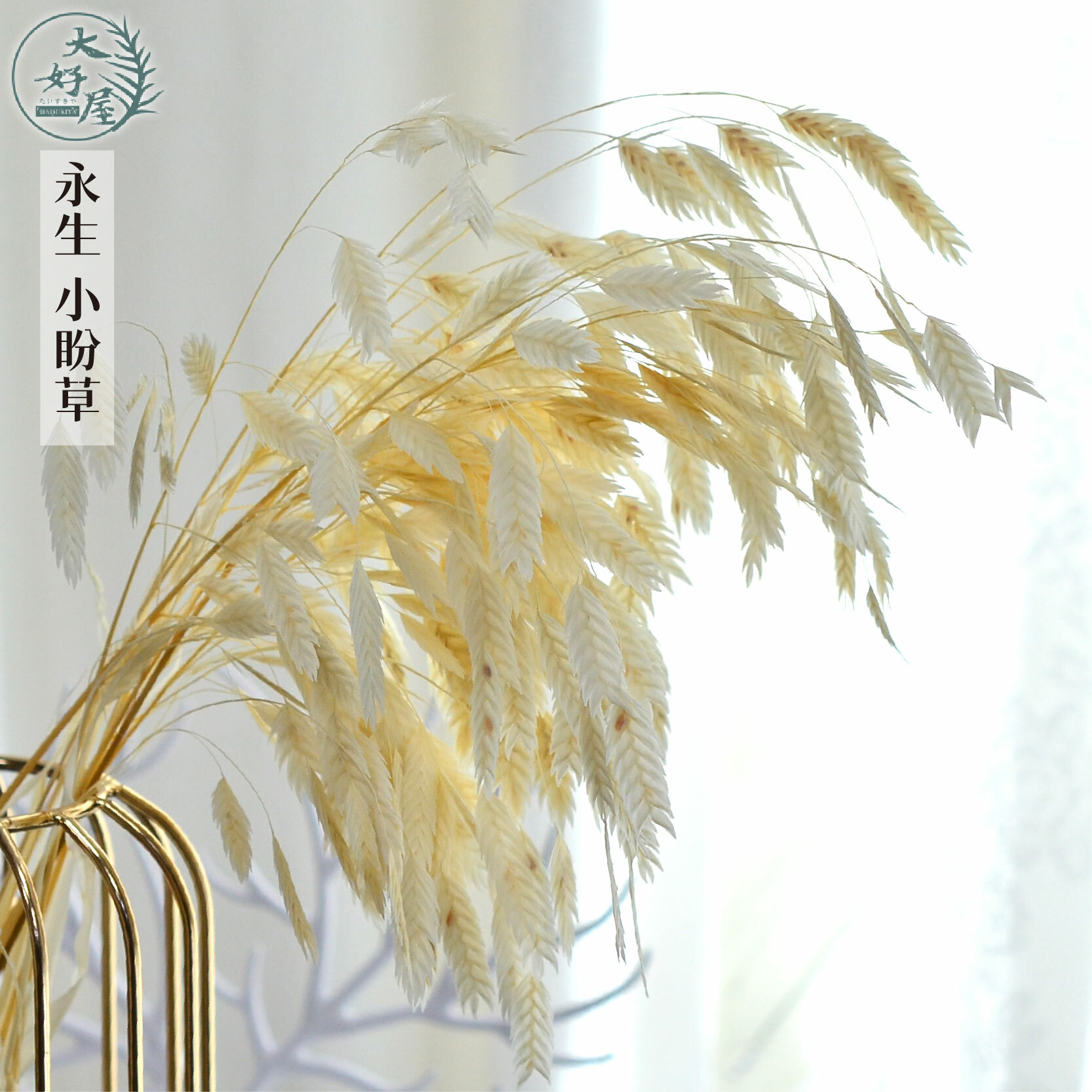 永生小盼草【大束裝】