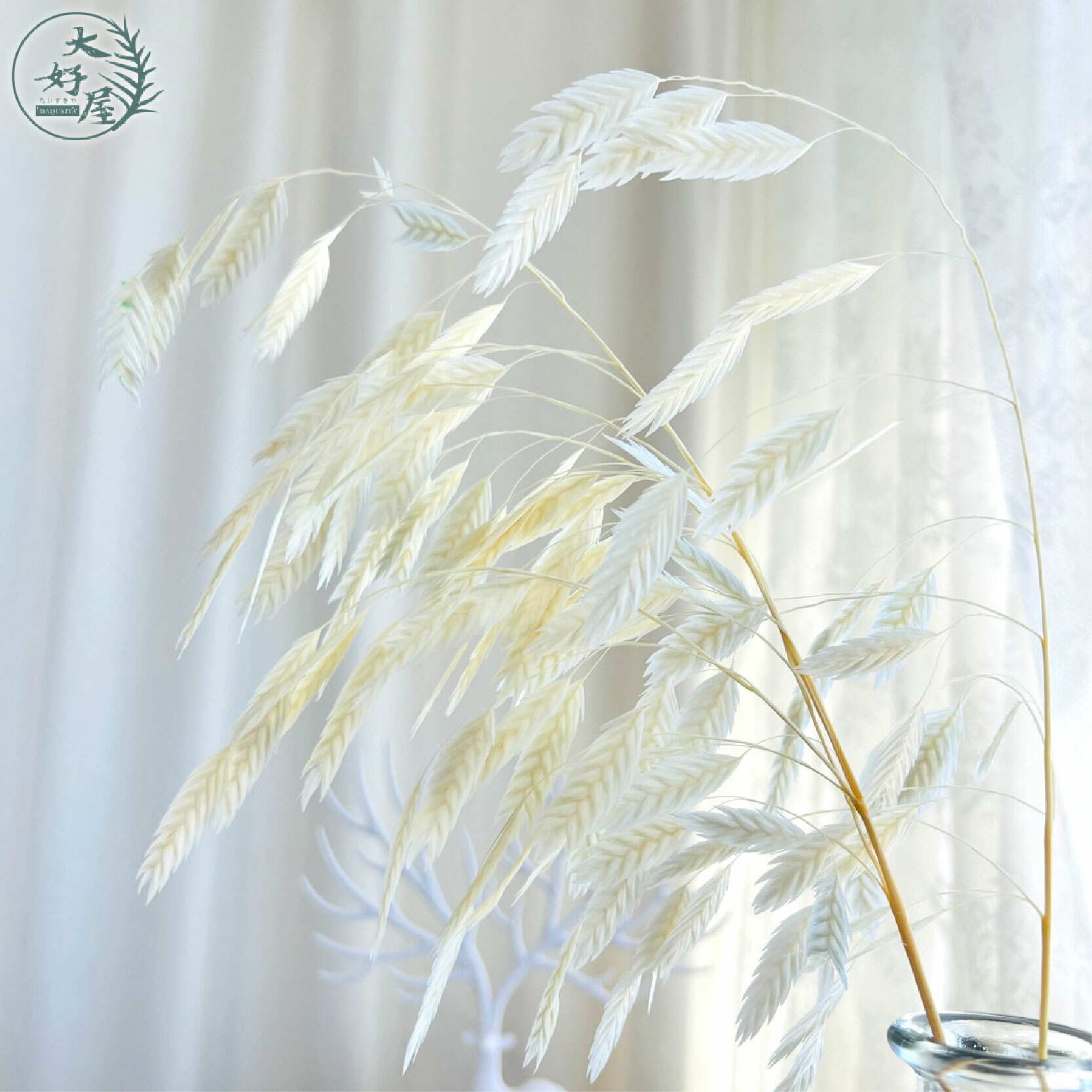 永生小盼草【大束裝】