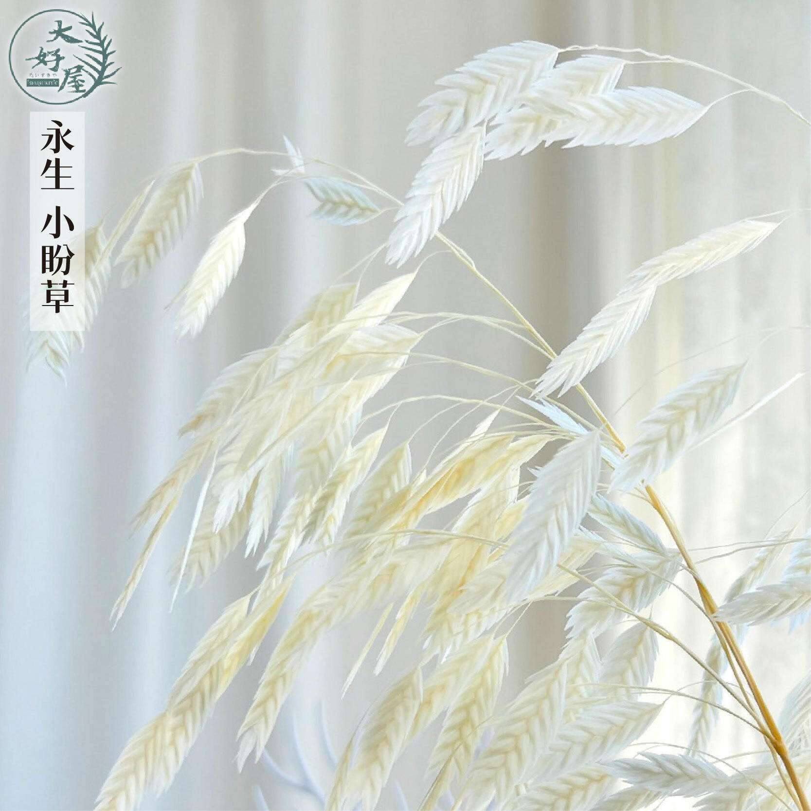 永生小盼草【小束裝】