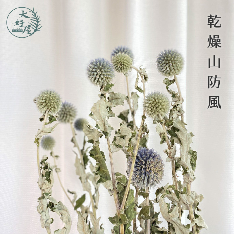 永生 / 乾燥 山防風【大束裝】