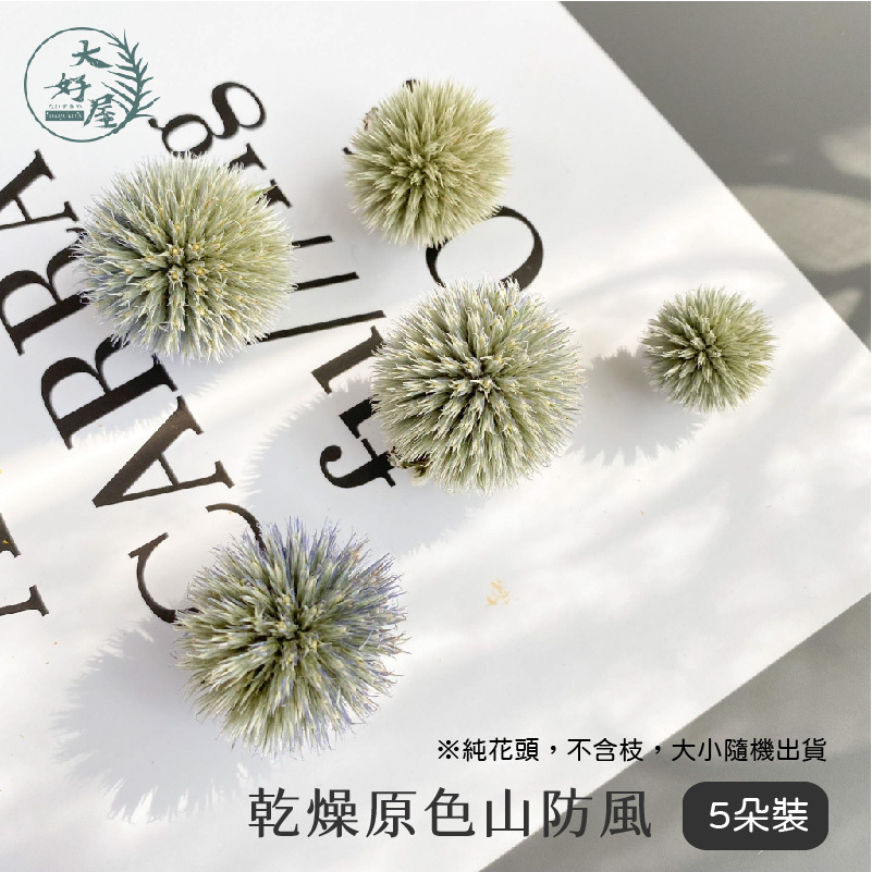 永生 / 乾燥 山防風【小束裝】