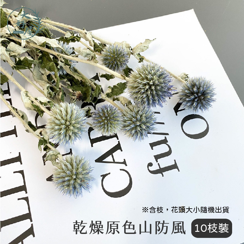 永生 / 乾燥 山防風【小束裝】