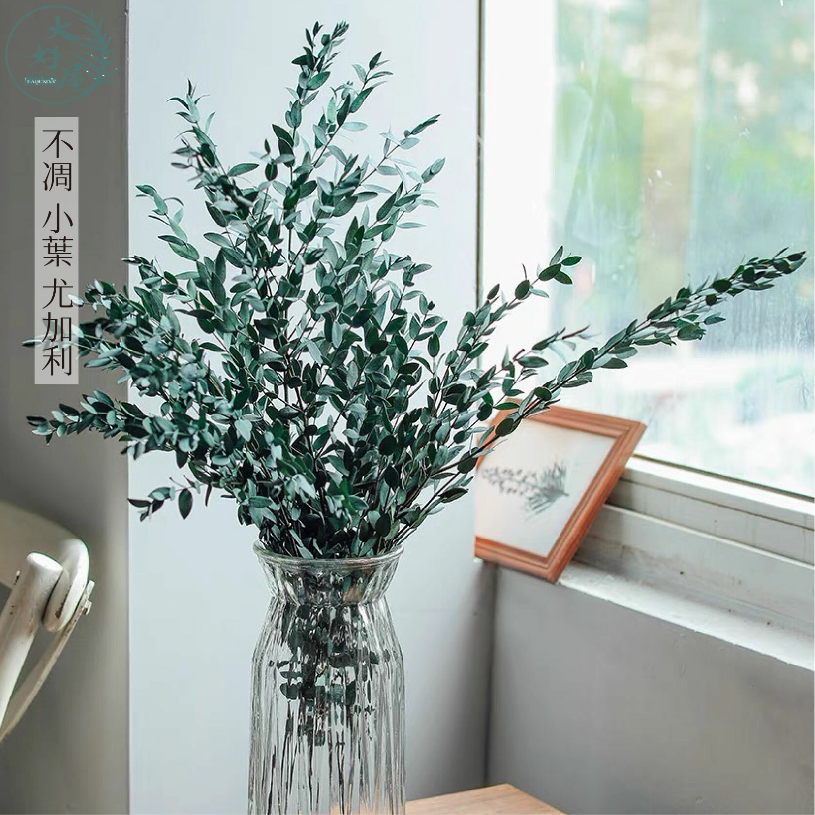 永生小葉_尤加利【大】