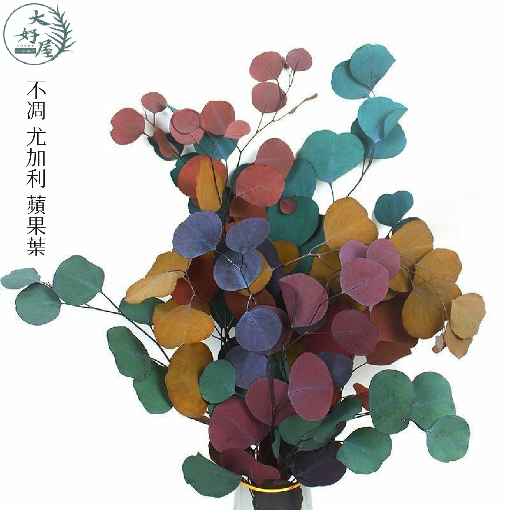 永生蘋果葉_尤加利【大】