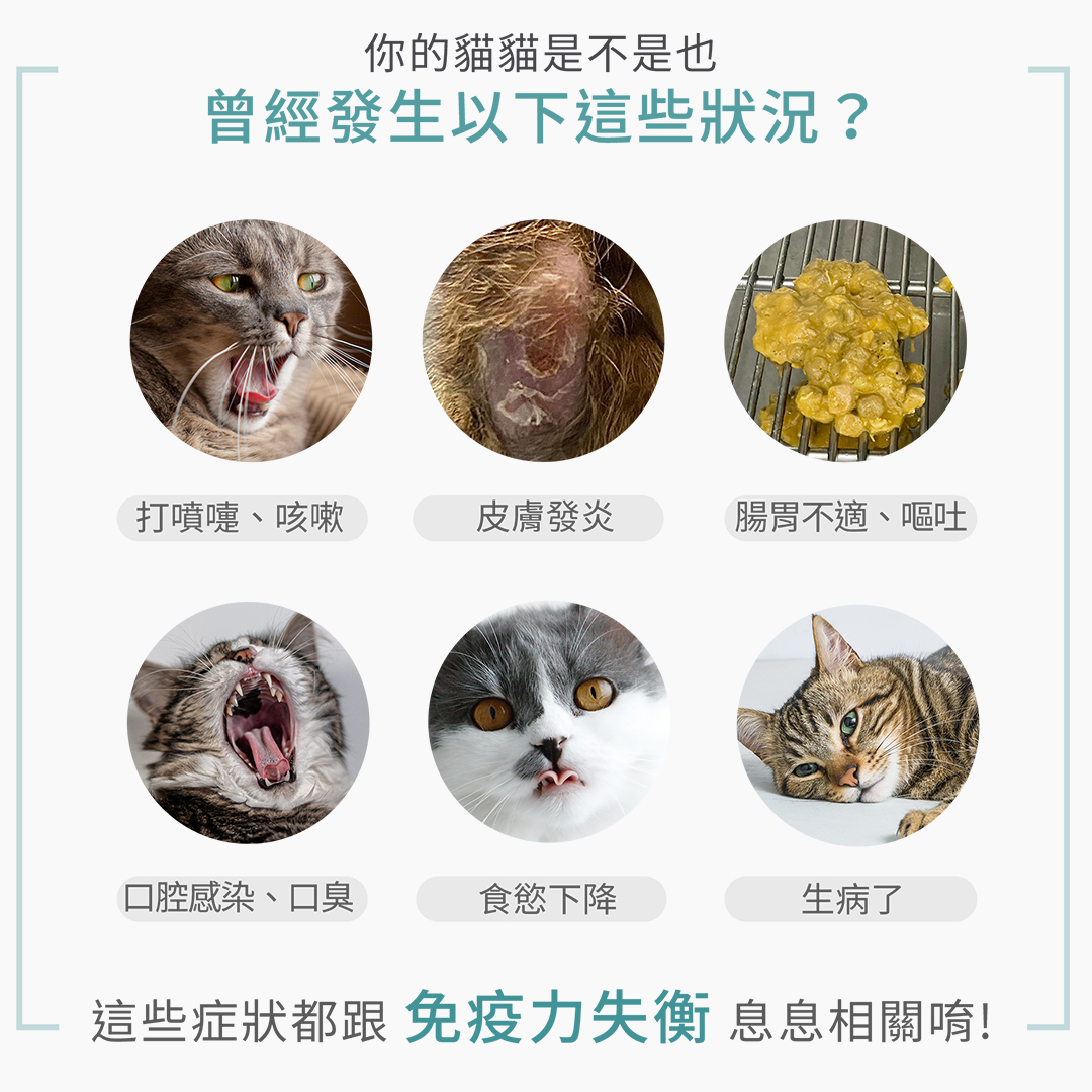 貓咪免疫力失衡可能引起的大小症狀